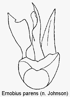 ernobius_parens.gif