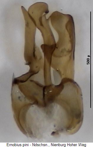 ernobius_pini.jpg