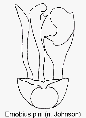 ernobius_pini1.gif