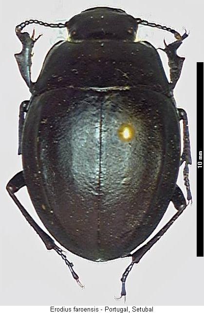 erodius_faroensis_hab.jpg