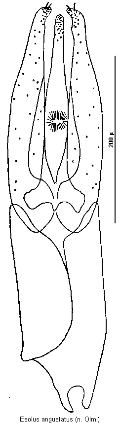 esolus_angustatus.gif