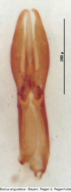 esolus_angustatus.jpg
