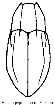 esolus_pygmaeus_hab.gif