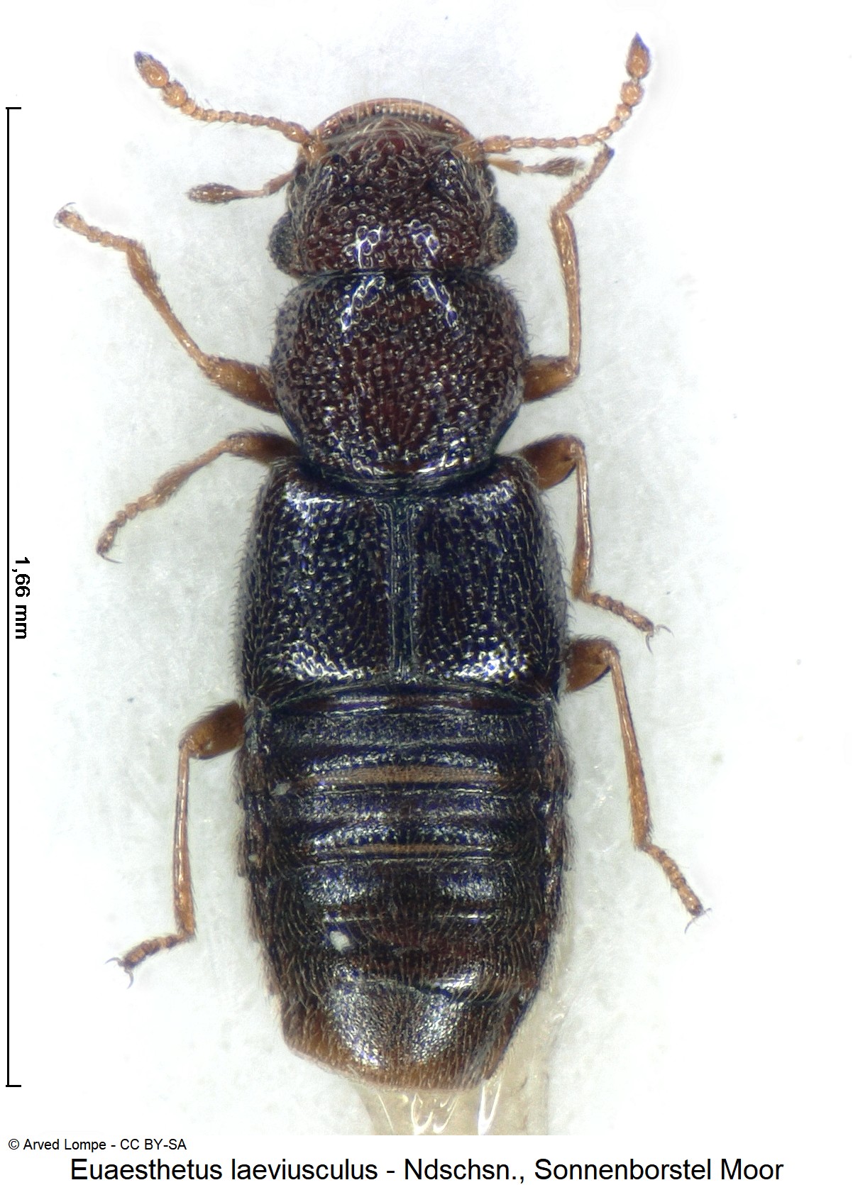 euaesthetus_laeviusculus_ck35345148_hab.jpg