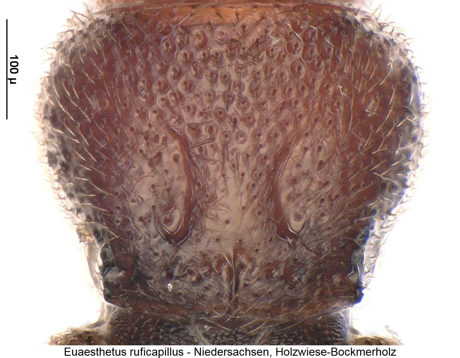 euaesthetus_ruficapillus_hsch.jpg