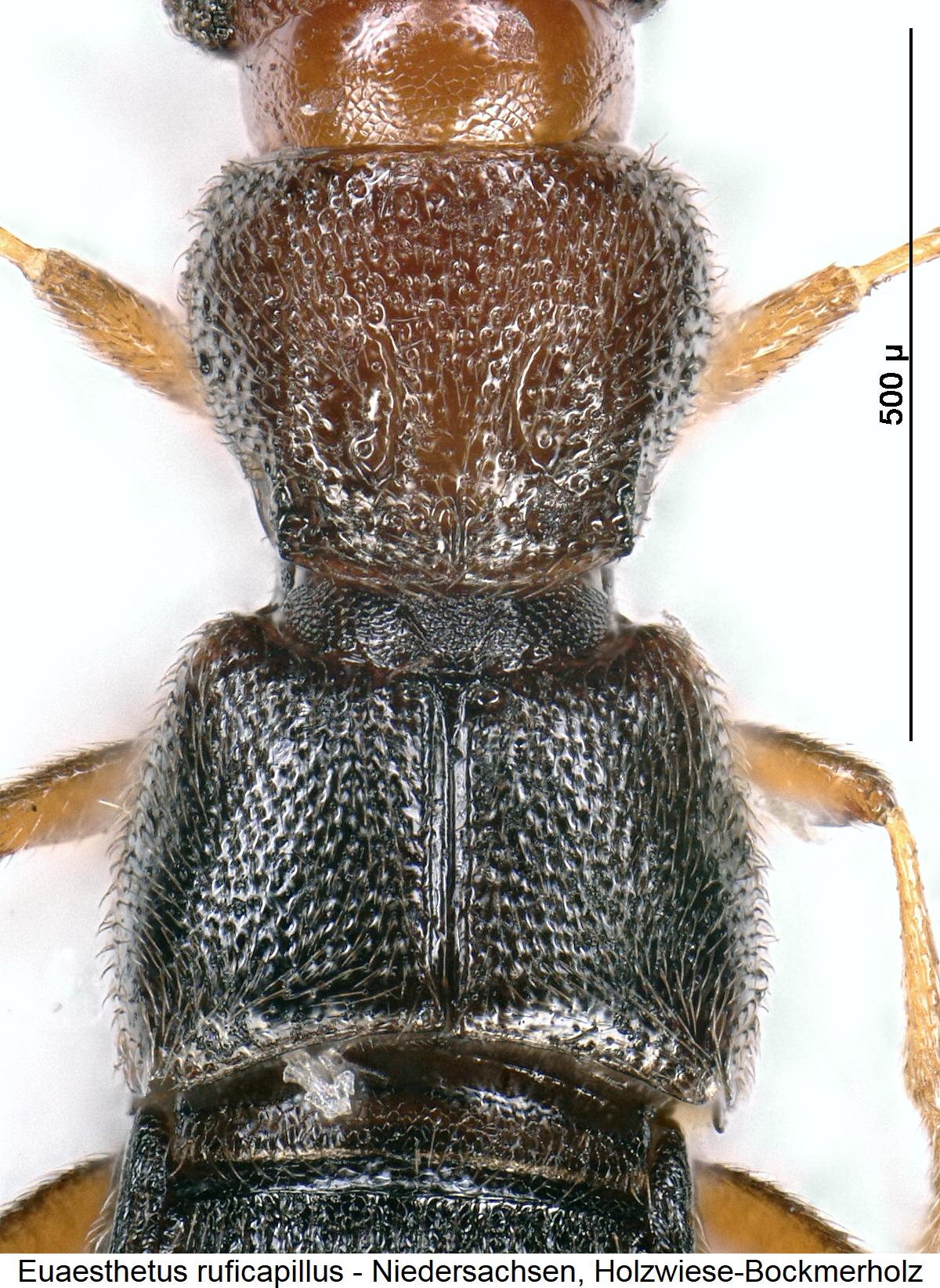 euaesthetus_ruficapillus_vk.jpg