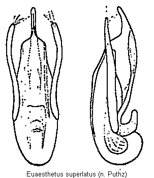 euaesthetus_superlatus.gif