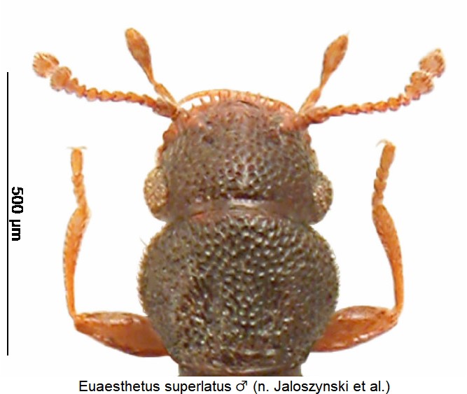 euaesthetus_superlatus_m_vk.jpg