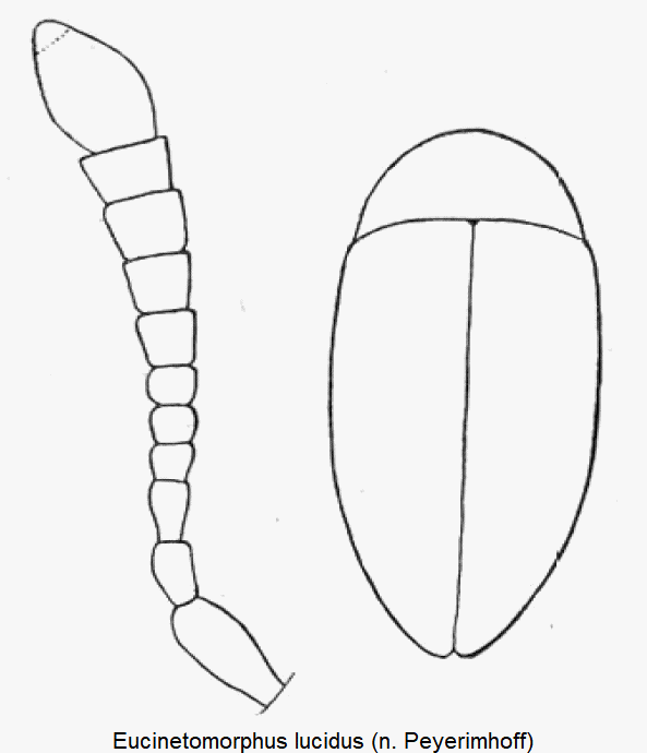eucinetomorphus_lucidus_hab.gif