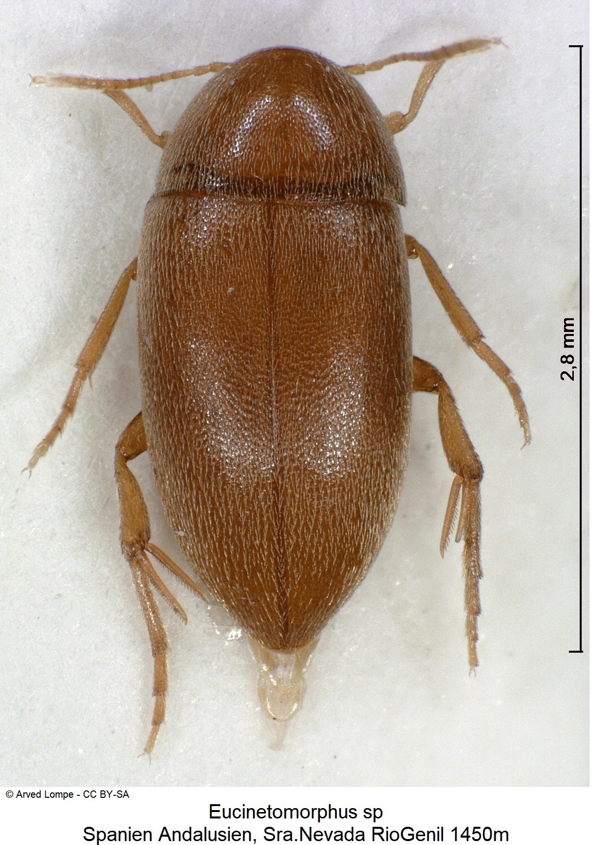 eucinetomorphus_sp-nevada_hab.jpg