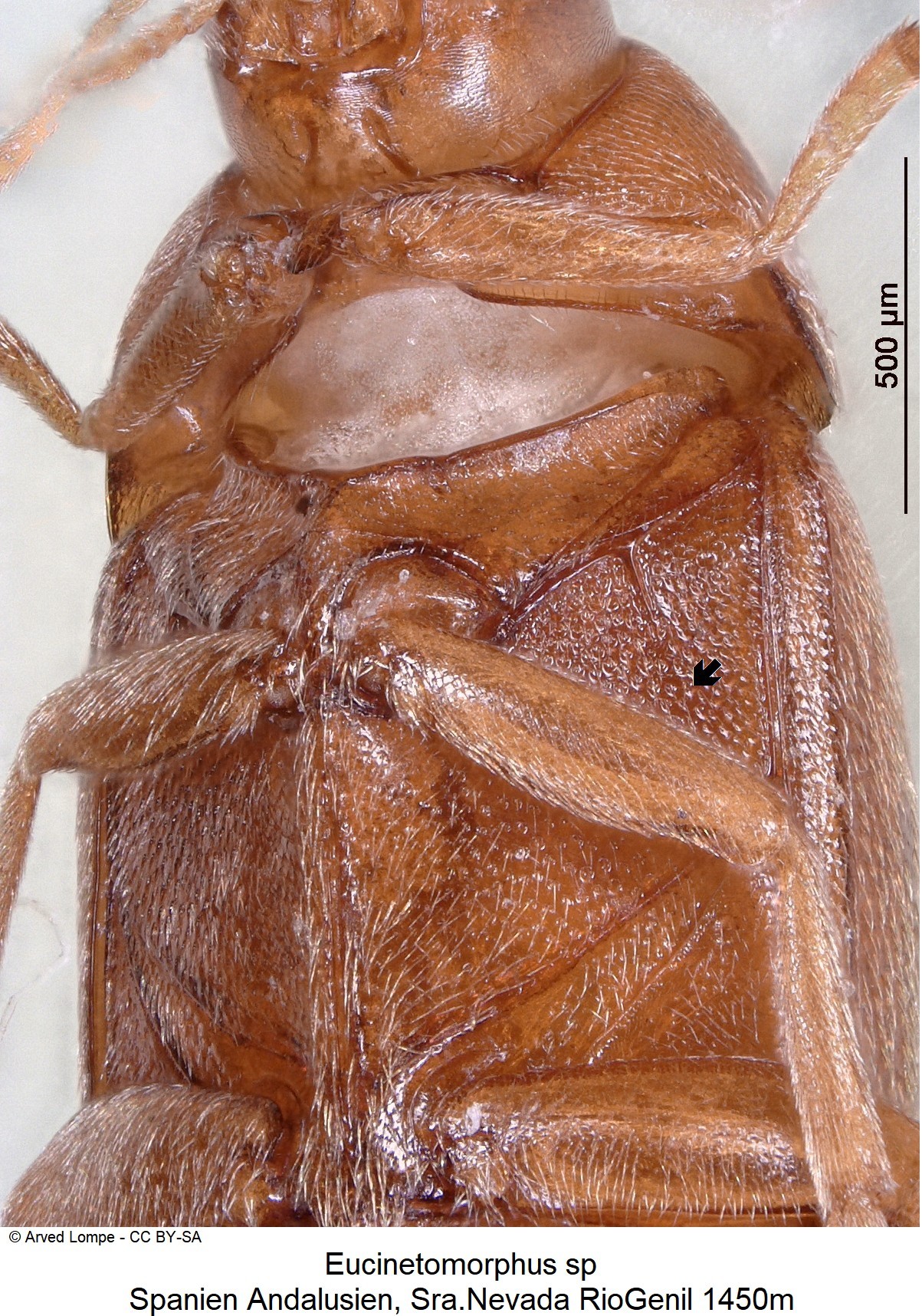 eucinetomorphus_sp-nevada_hbr.jpg