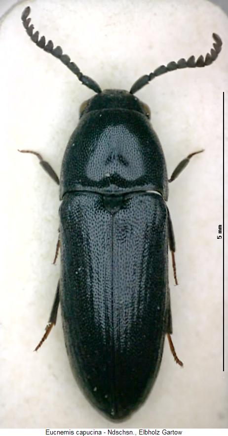 eucnemis_capucina_hab.jpg