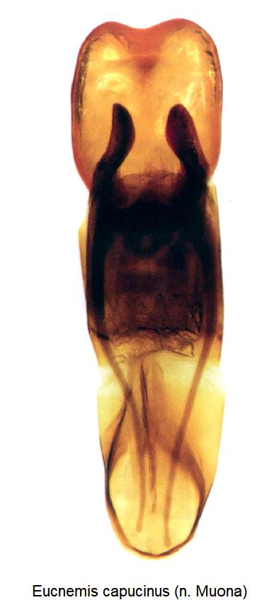 eucnemis_capucinus.jpg