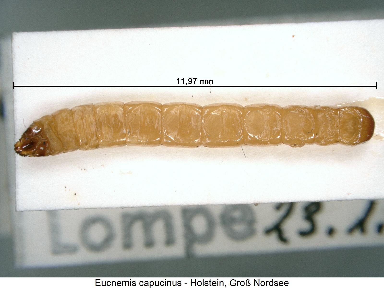 eucnemis_capucinus_larv.jpg