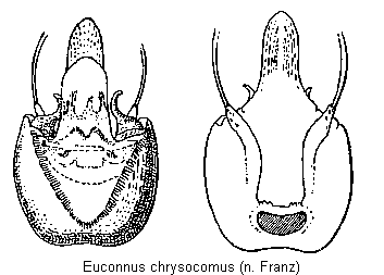 euconnus_chrysocomus.gif