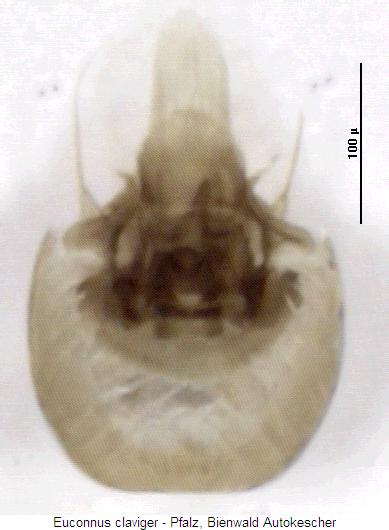 euconnus_claviger.jpg