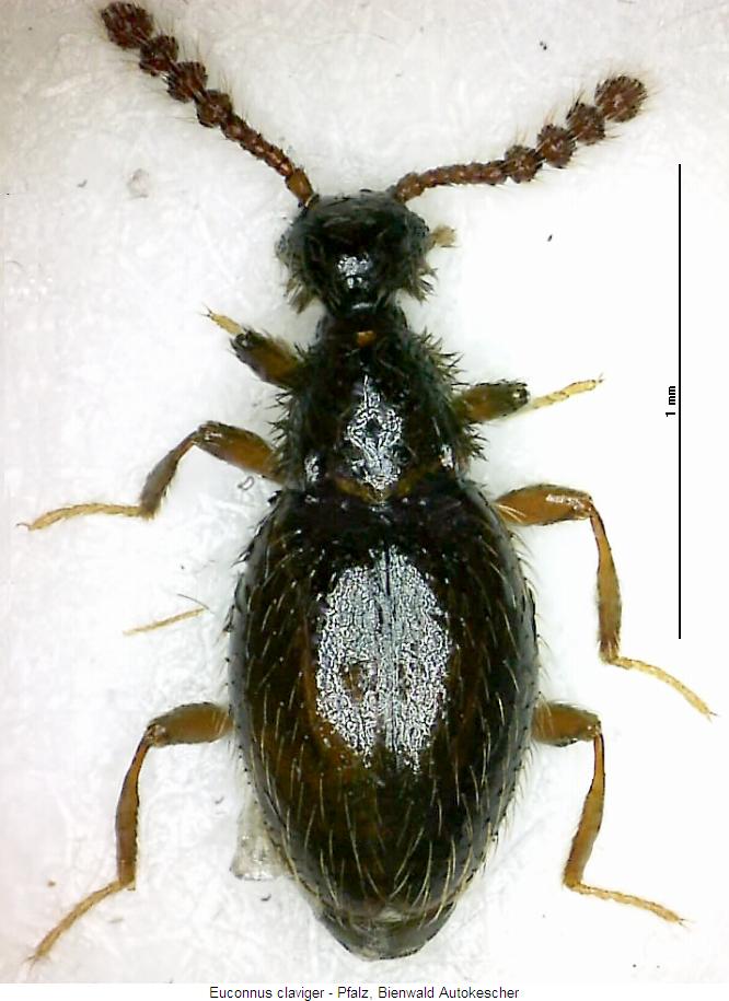 euconnus_claviger_hab.jpg
