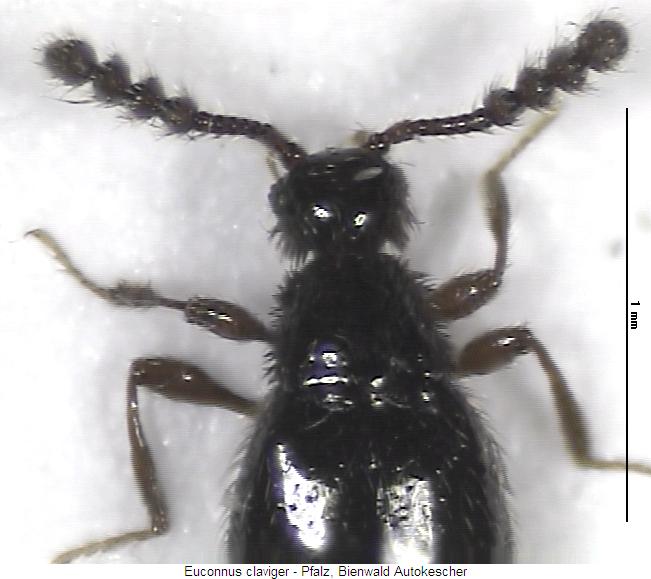 euconnus_claviger_vk.jpg