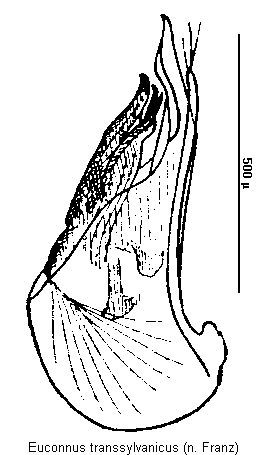 euconnus_transsylvanicus.gif