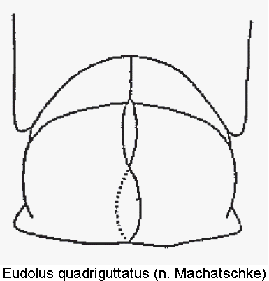 eudolus_quadriguttatus.gif