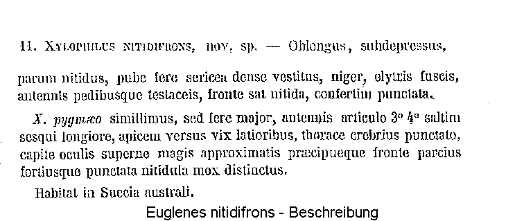 euglenes_nitidifrons_beschreibung.gif