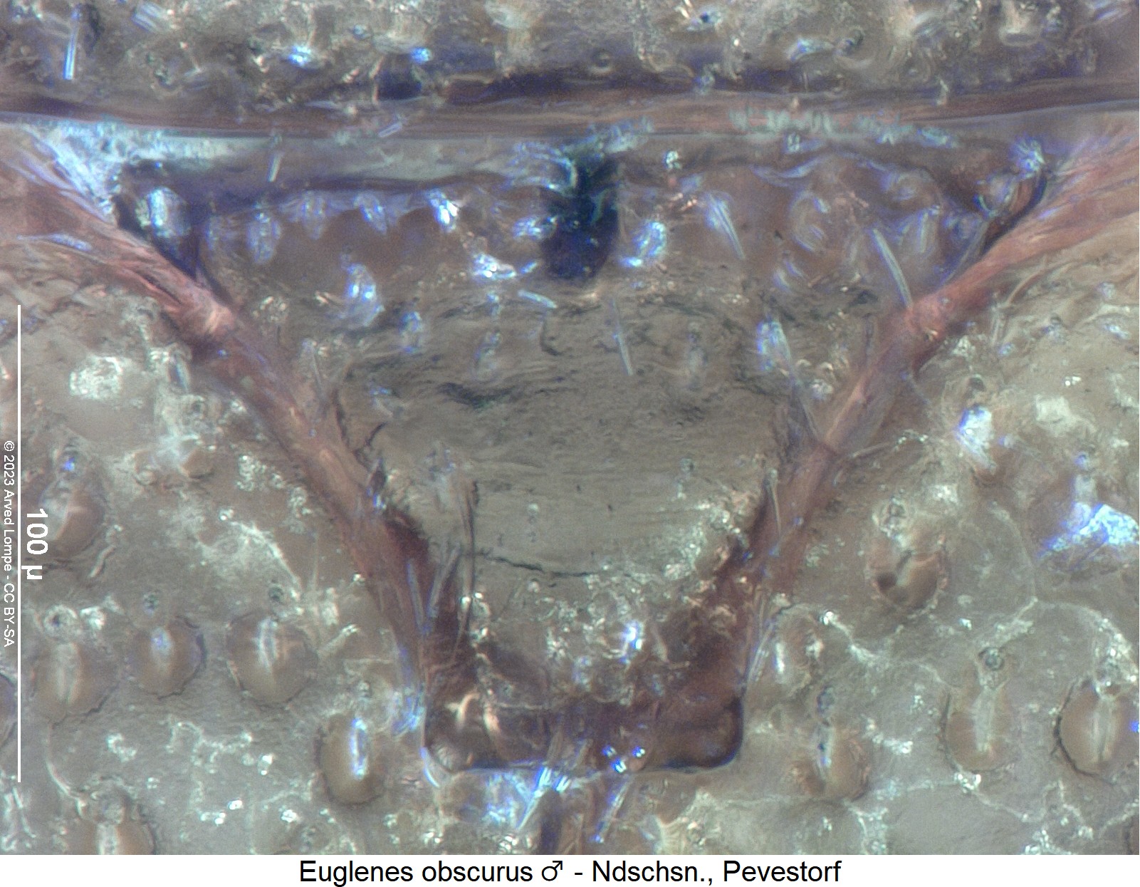 euglenes_obscurus_m_scut1.jpg
