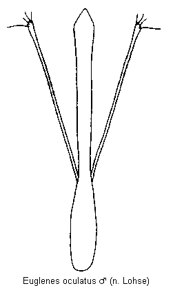 euglenes_oculatus.gif