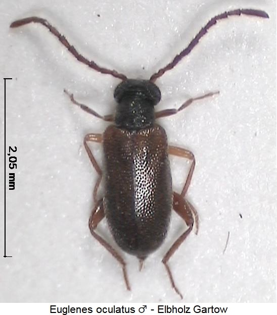euglenes_oculatus_hab.jpg