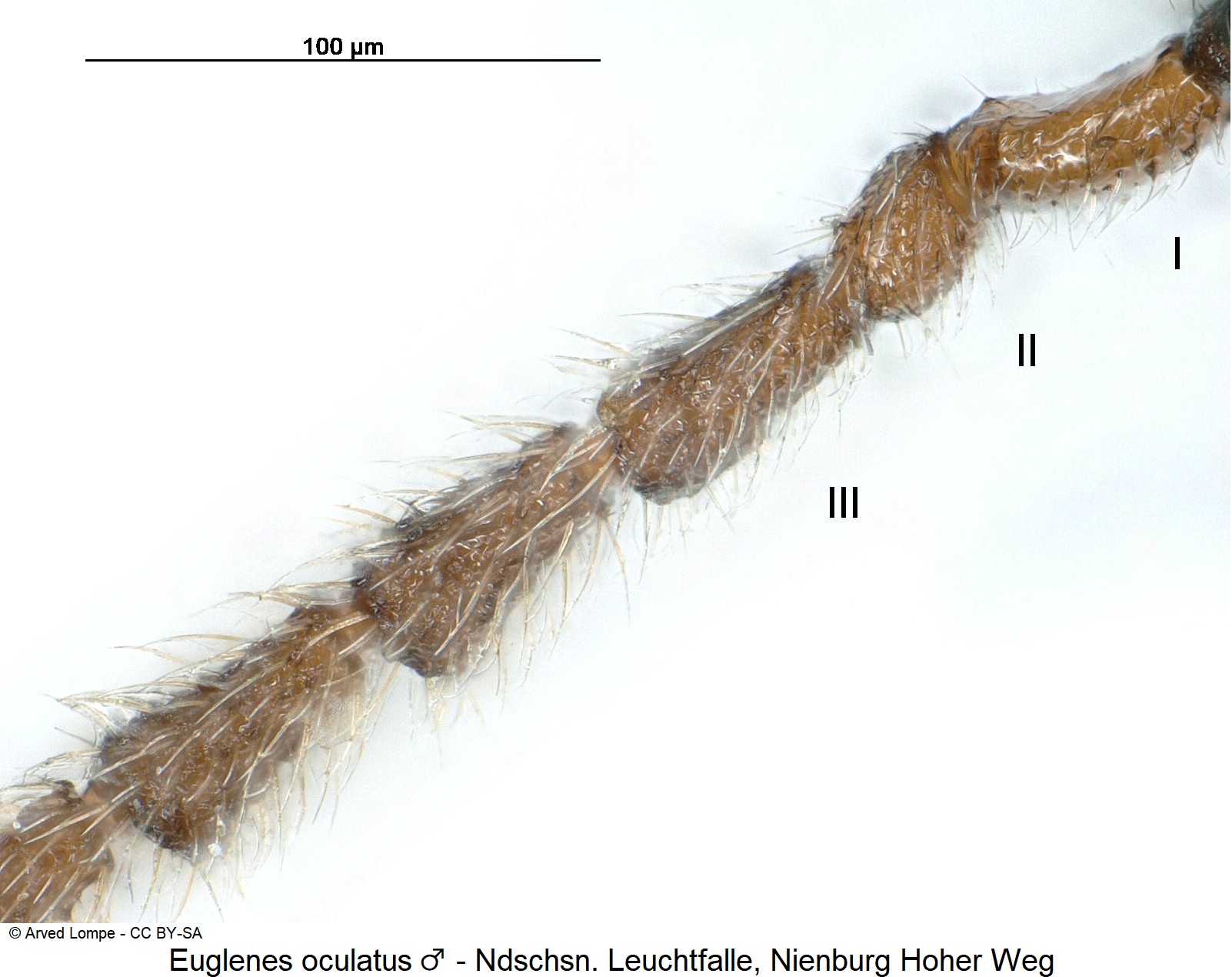 euglenes_oculatus_m_ck36246830_f.jpg