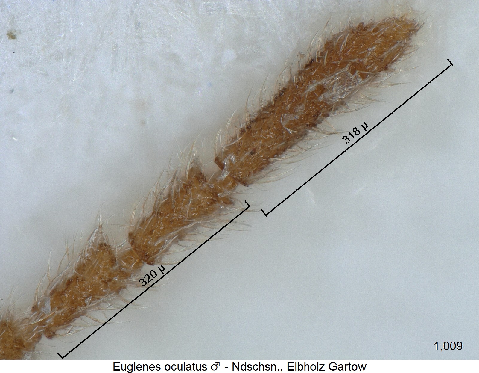 euglenes_oculatus_m_f.jpg