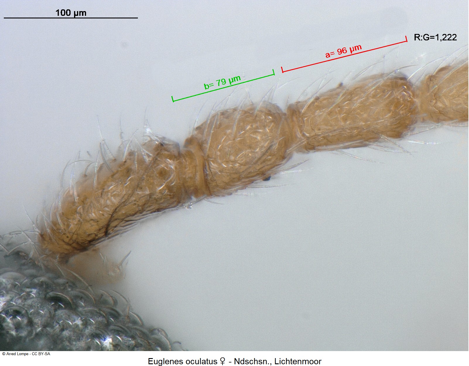 euglenes_oculatus_w_ck17088361_f.jpg