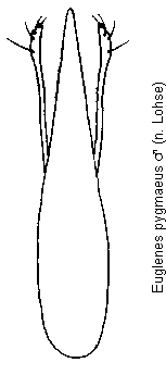 euglenes_pygmaeus.gif