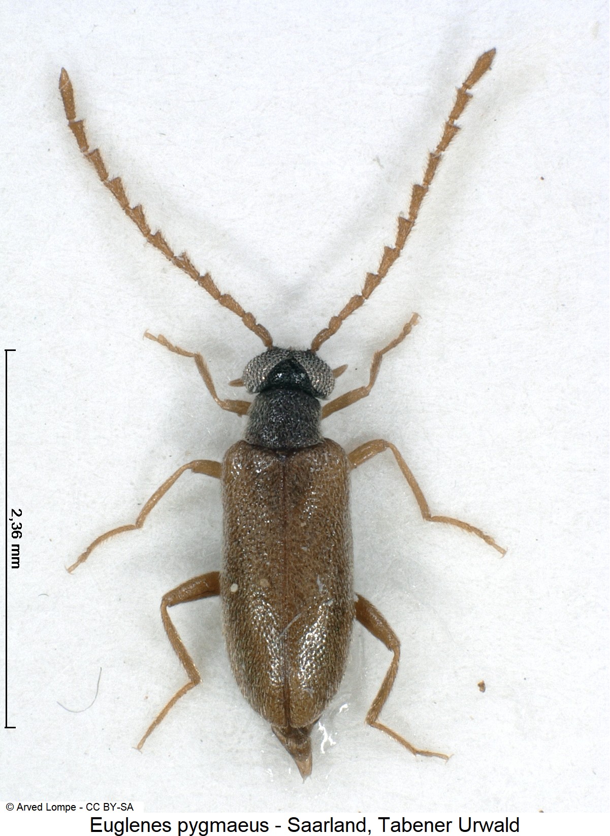 euglenes_pygmaeus_ck30138293_hab.jpg
