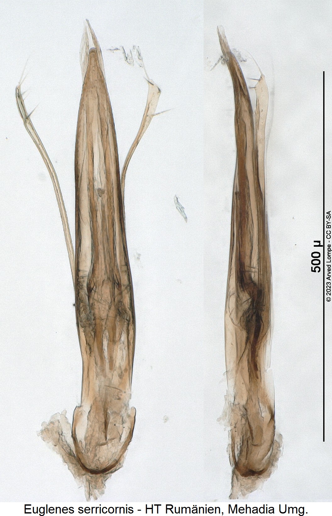 euglenes_serricornis.jpg
