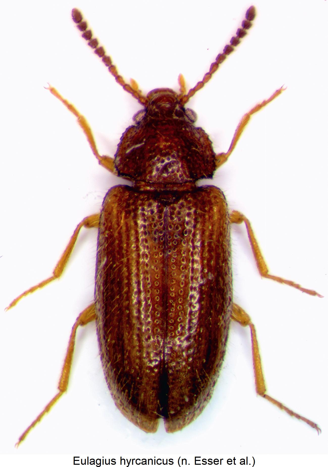 eulagius_hyrcanicus_hab.jpg