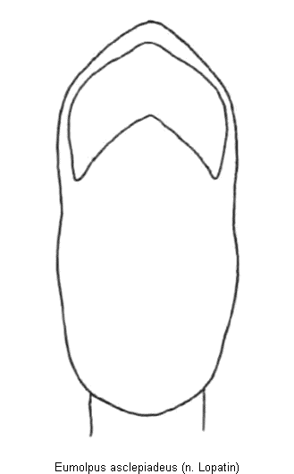 eumolpus_asclepiadeus.gif