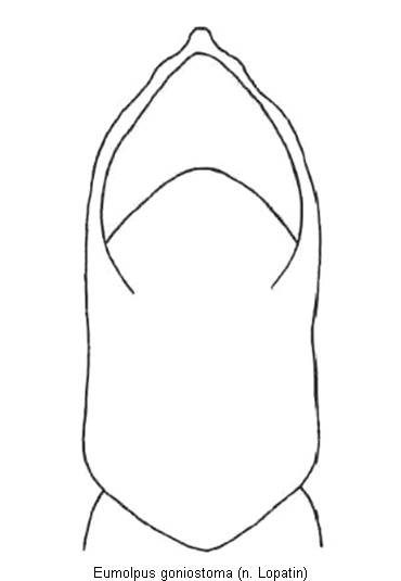 eumolpus_goniostoma.gif