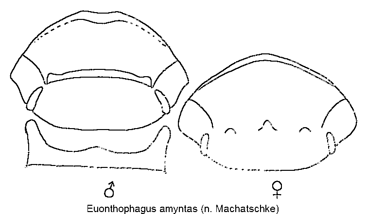 euonthophagus_amyntas_k.gif
