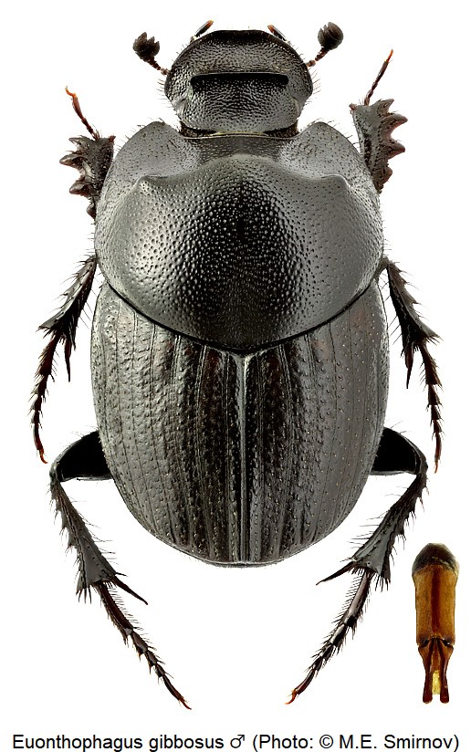 euonthophagus_gibbosus_m_hab.jpg