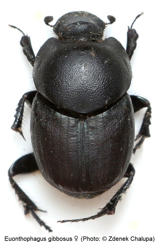 euonthophagus_gibbosus_w_hab.jpg