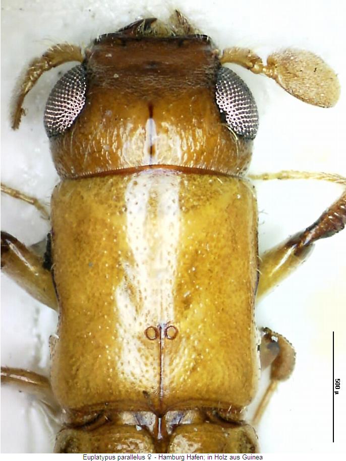 euplatypus_parallelus_w_vk.jpg