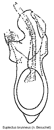 euplectus_brunneus.gif