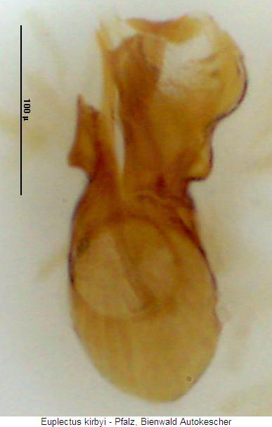 euplectus_kirbyi2.jpg