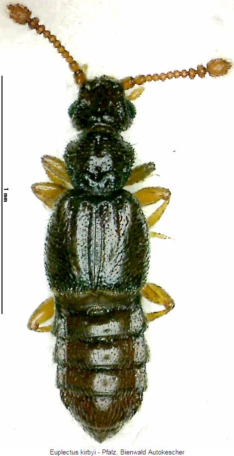 euplectus_kirbyi_hab.jpg