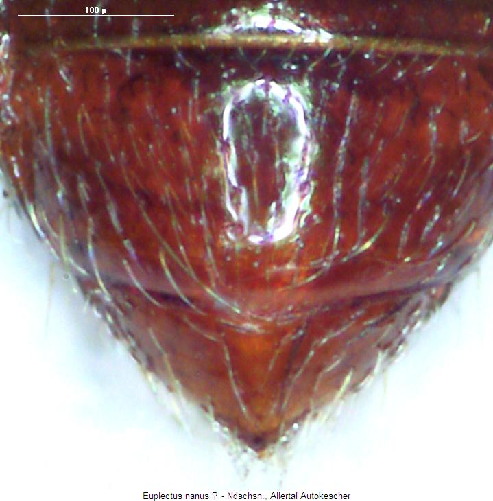euplectus_nanus_hlb.jpg