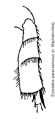 eurodalus_paracoenosus_hschn.gif