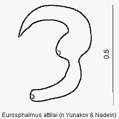 eurosphalmus_attilai_sperm.gif