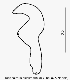 eurosphalmus_dieckmanni_sperm.gif
