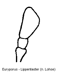 euryporus_ts.gif