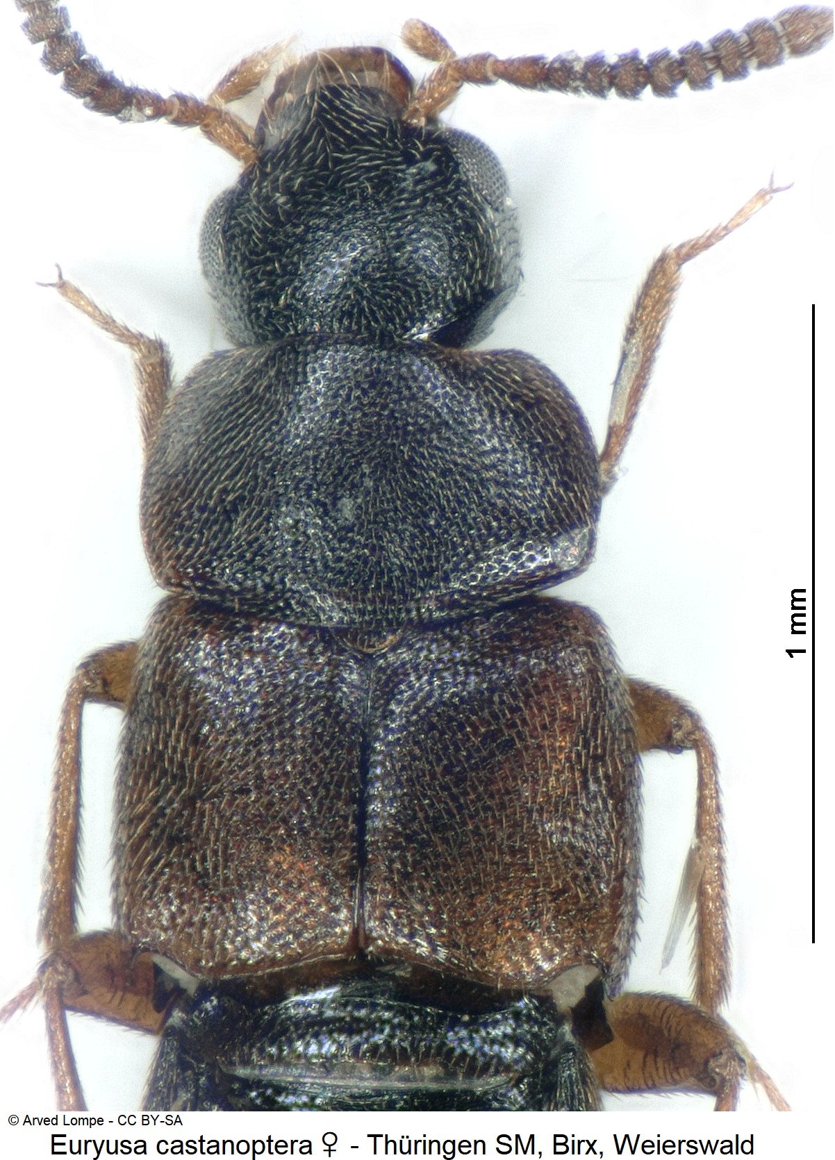 euryusa_castanoptera_w_ck32233999_vk.jpg